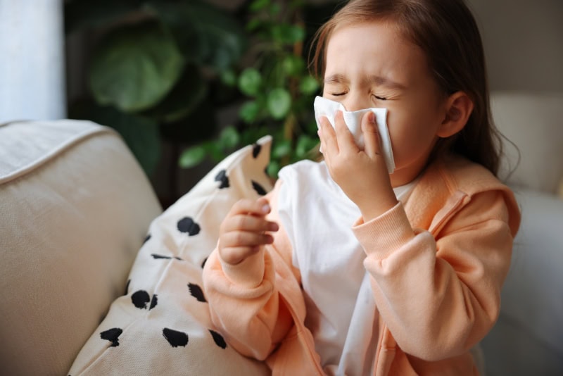 What Does Indoor Air Quality Have to Do With Allergies? Sick little schoolgirl coughs and blows nose wiping with white paper napkin.