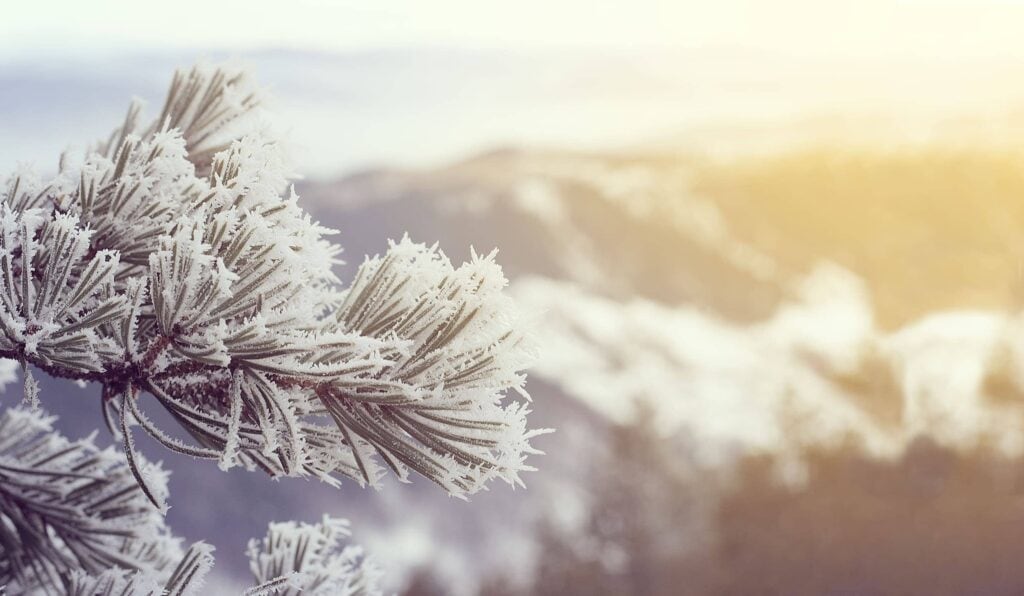 Snow covered pine trees on sunset.